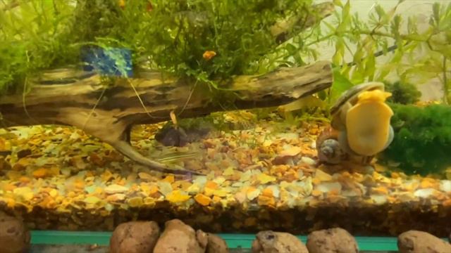 Рассказ про аквариумы смотреть онлайн