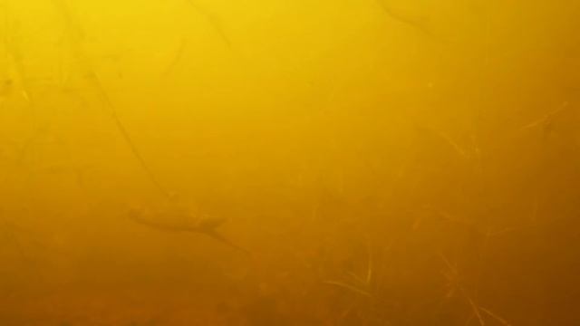 Tadpole shrimps (Triops cancriformis) and fairy shrimps (Chirocephalus diaphanus), wild in UK смотреть онлайн