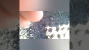 Не может быть?  А вот и может! Сеем редис в начале марта в открытый грунт.