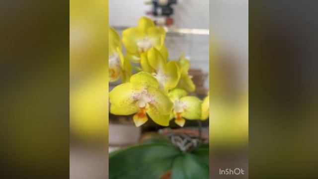 Phalaenopsis Sogo Shito