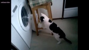 Кошка и стиральная машина.Cat and a washing machine.