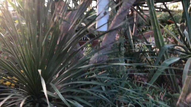 Зал сукулентов и необычные экзотические растения смотреть онлайн