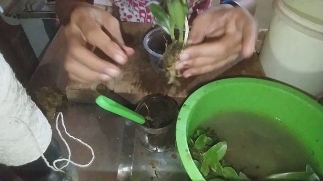 Replante de mudinha de Orquidea Cattleya 🌺🌹 смотреть онлайн