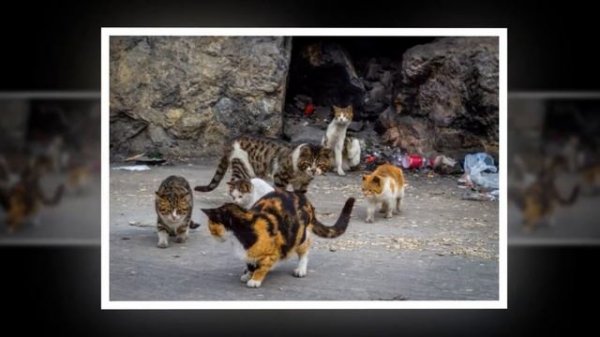 КОШКИ В АВСТРАЛИИ УБИЛИ МИЛЛИАРД ЖИВОТНЫХ ЗА ГОД КАК ЭТО ВЫШЛО