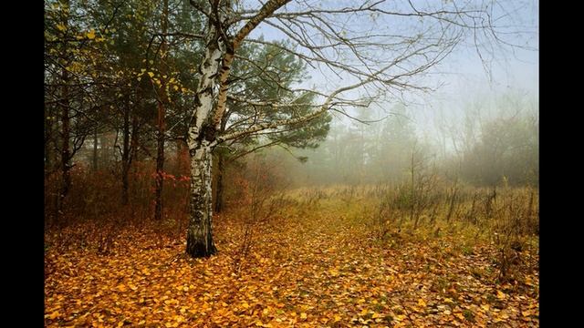 М Блантер - М Исаковский -" В лесу прифронтовом". Слайдшоу.. смотреть онлайн