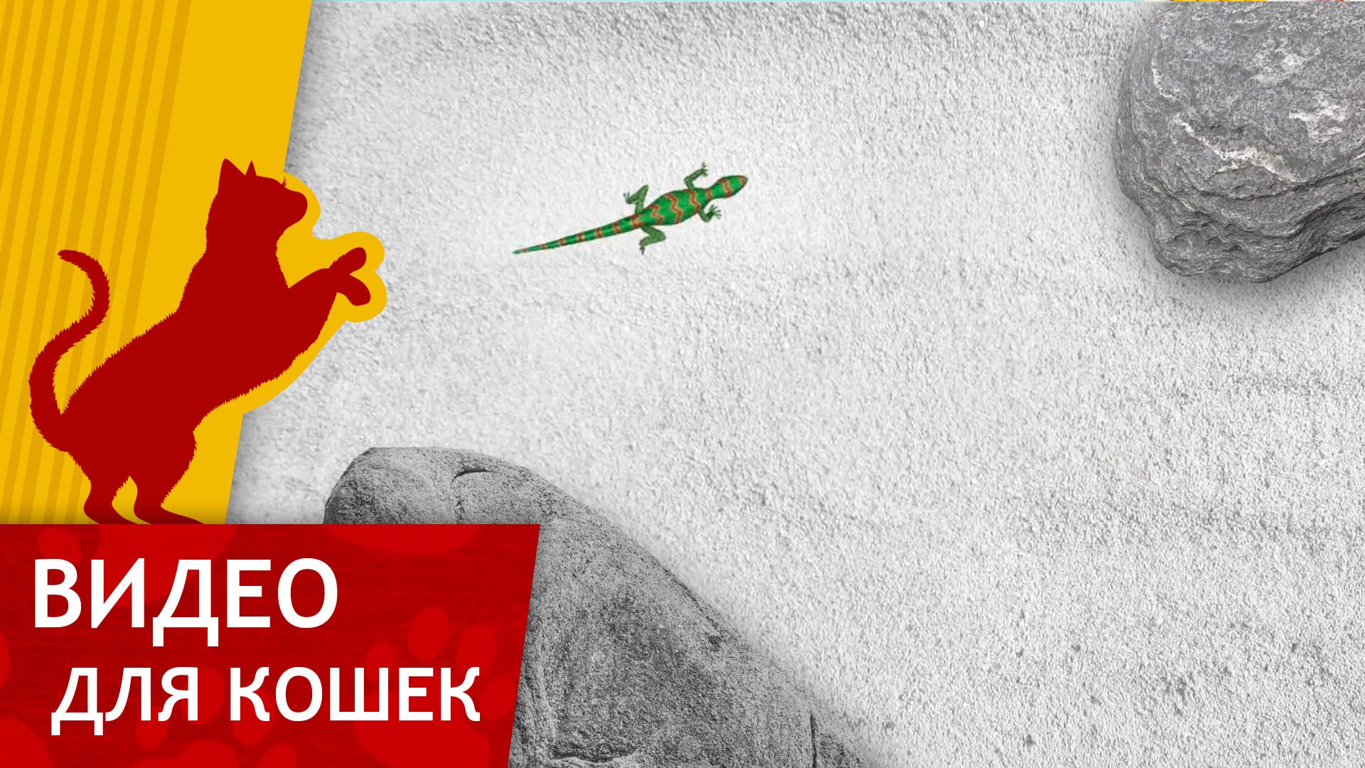 Видео для Кошек - Зеленая Ящерица (Развлеки своего кота) смотреть онлайн