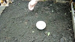 Когда сеять укроп в открытый грунт весной и как правильно сеять семена