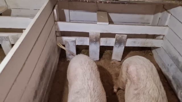 поросята запоносили