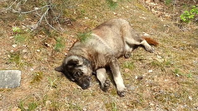 Блаженной сиеста была… Пока комарья не налетело смотреть онлайн