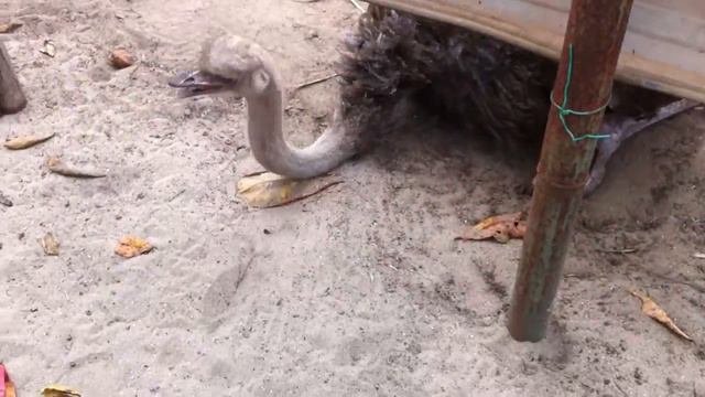 XXX Ostrich Making Love...