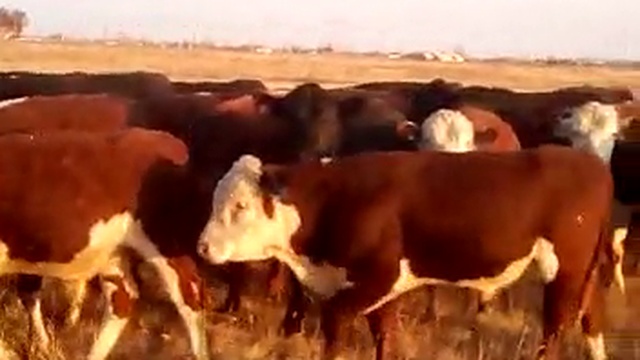 рогатый скот оптом смотреть онлайн