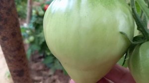 Еще раз о томате Сахарная Настасья, ответы на вопросы.