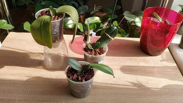 Правила успешной реанимации орхидеи фаленопсис смотреть онлайн