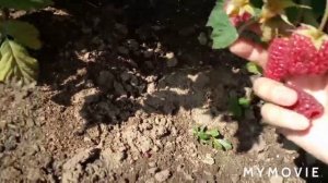 Обзор ремонтантных сортов малины : Похвалинка , Малиновая гряда и Оранжевое чудо !