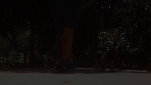 Матрос с собакой смотреть онлайн