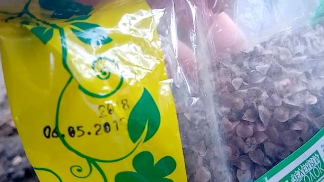 Сеем сидераты. Гречиха. Август 2020. смотреть онлайн