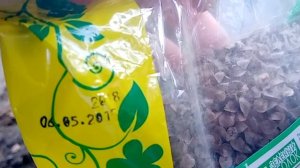 Сеем сидераты. Гречиха. Август 2020.