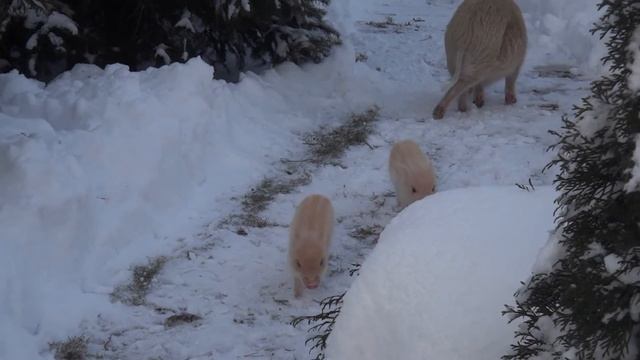Мини пиги. Семья минипигов и Снег. смотреть онлайн