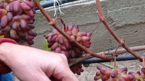 @Новый виноград Карнавал Павловского Е Г  Отзыв о винограде