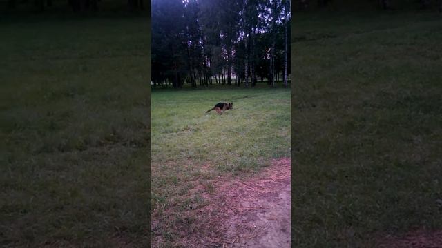 С Диком на вечерней прогулке #1 смотреть онлайн