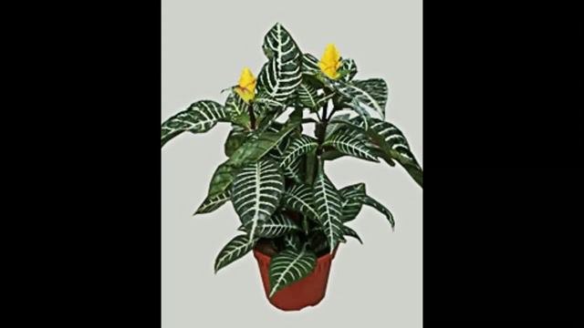 Афеландра дома смотреть онлайн