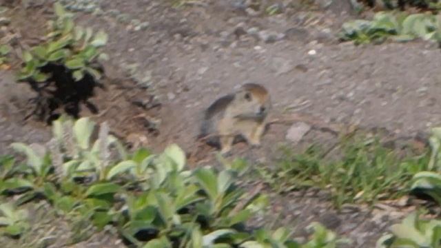 Евражка (камчатский суслик) часть 1 смотреть онлайн