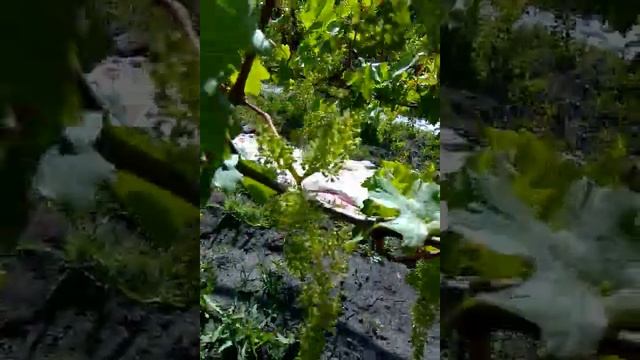 Гигантские соцветия у сорта винограда Преображение смотреть онлайн