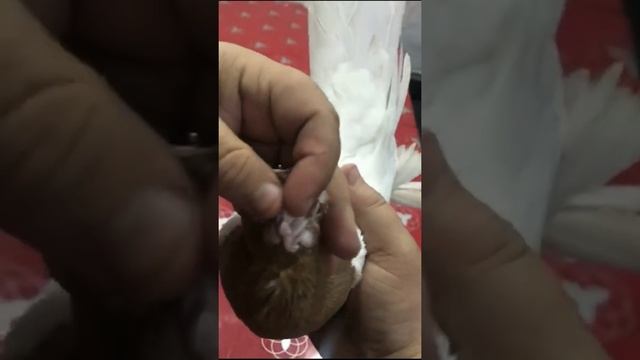 УЗБЕКСКИЕ КРАСАВЦЫ. Узбекские двухчубые голуби. Tauben. Pigeons