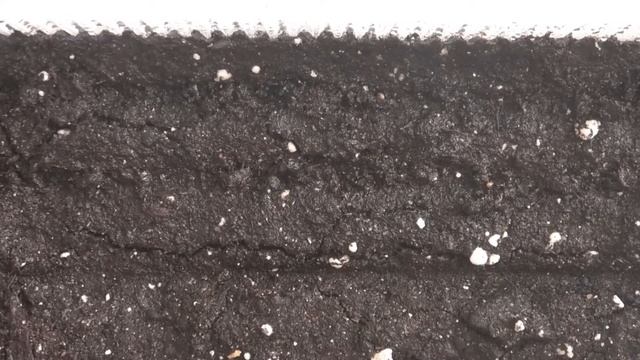 ???ВИОЛА - АНЮТИНЫ ГЛАЗКИ | КАК ВЫРАСТИТЬ РАССАДУ В ДОМАШНИХ УСЛОВИЯХ ! смотреть онлайн