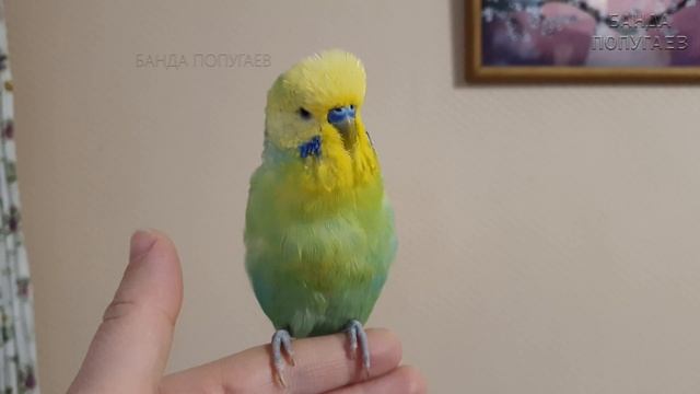 ☕ Как же не просто проходит линька попугая || Скорей бы она закончилась! смотреть онлайн