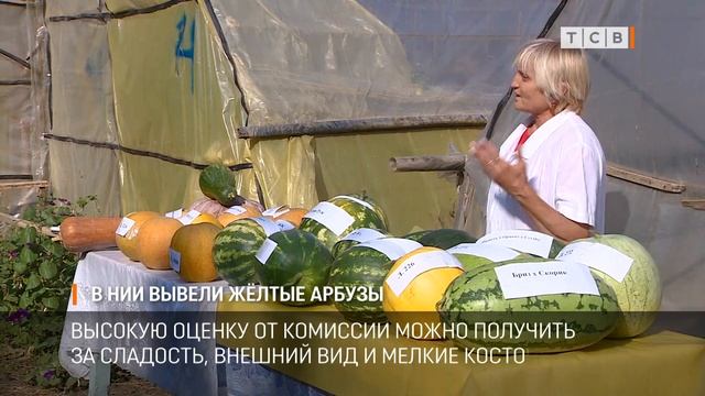В НИИ вывели жёлтые арбузы смотреть онлайн