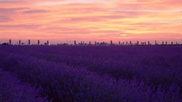 Beautiful Calm Music "Lavender Paradise": Music for Meditation, Stress Relief, Sleep, Relaxation смотреть онлайн