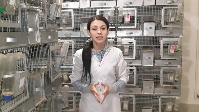 Разведение шиншилл как идея для бизнеса | Chinchilla.Fur.Ukraine смотреть онлайн