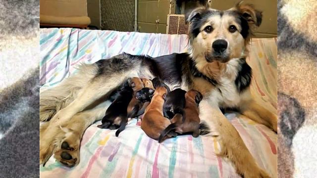 Dog Mom And Her 9 Puppies Found Abandoned And Sealed In A Box So They Couldn’t Escape смотреть онлайн