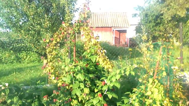 Черная малина Кумберленд и немного роз. смотреть онлайн