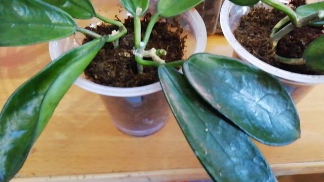 Почему пропал тургор? Что делать? #hoya #хойи #растения смотреть онлайн
