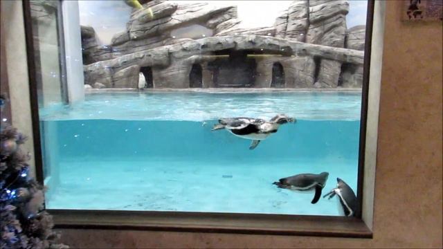 Пингвины плавают и отдыхают 30.12.18 смотреть онлайн