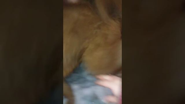 Тебетский мастиф Гассан смотреть онлайн