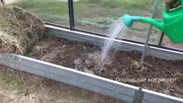 462. Что надо сделать, чтобы не было фитофторы. смотреть онлайн