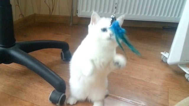 Британский котенок серебристая шиншилла Moris (Морис) смотреть онлайн