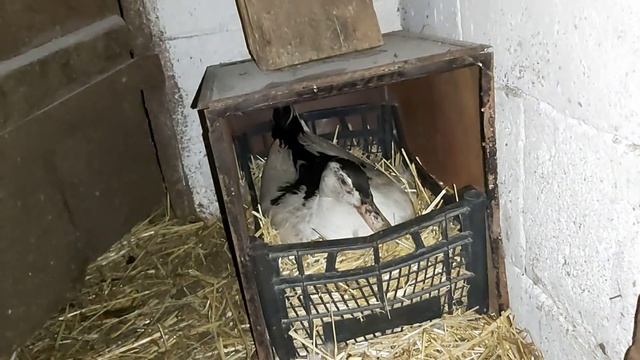 Индоутка выводит утят // мулард села на яйца // сиротка // сколько уток уже сидит? смотреть онлайн