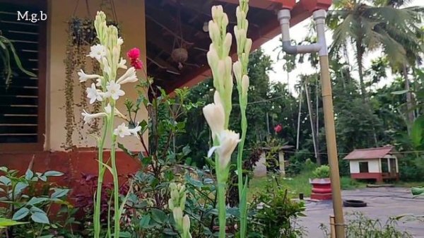 ಹೀಗೆ ಬೆಳೆಸಿದರೆ ಸುಗಂಧರಾಜ ಗಿಡದ ತುಂಬಾ ಹೂ guarentee