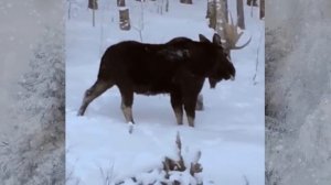 Рога лося: когда и зачем он их сбрасывает