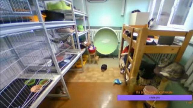 Приют для кошек Минск трансляция стрим "Супер кот" смотреть онлайн