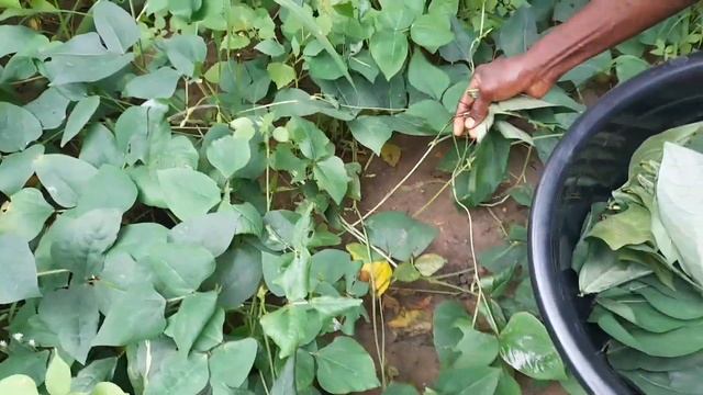 #5  Африканские дети у меня в гостях. Гана.