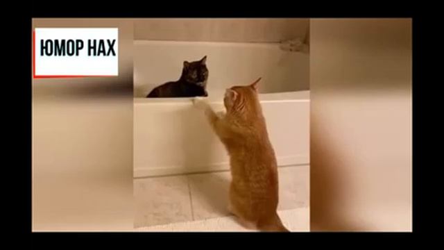 Смешное видео про животных|| Cмешное видео 2021 смотреть онлайн