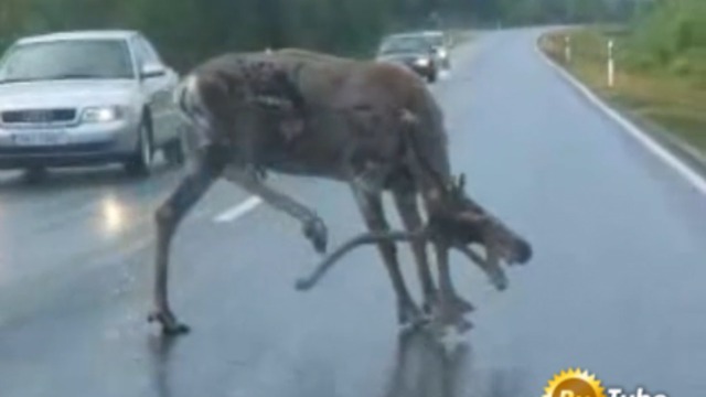 Настоящий олень! смотреть онлайн