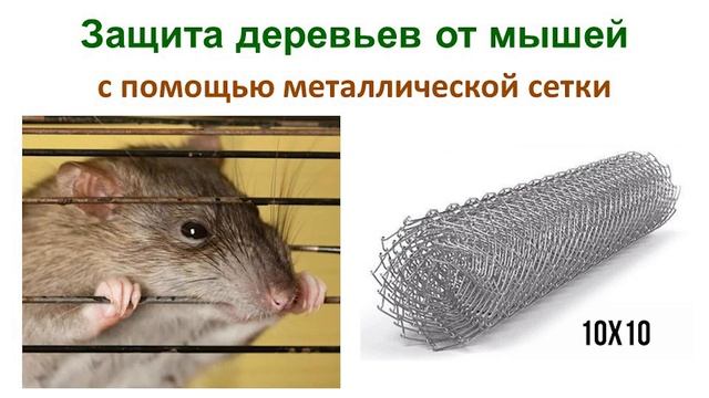 Сетка от мышей - защита яблонь (видеоинструкция) смотреть онлайн