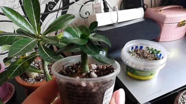 Адениум спустя год в простой квартире Саратова. . смотреть онлайн