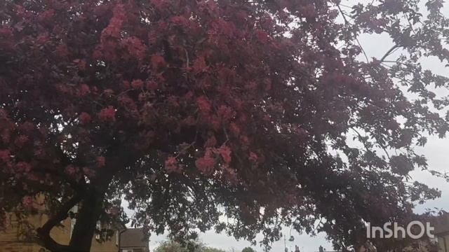 Sakura. В Англии цветёт Сакура и другие деревья. Весна в Великобритании. Апрель в Англии. смотреть онлайн